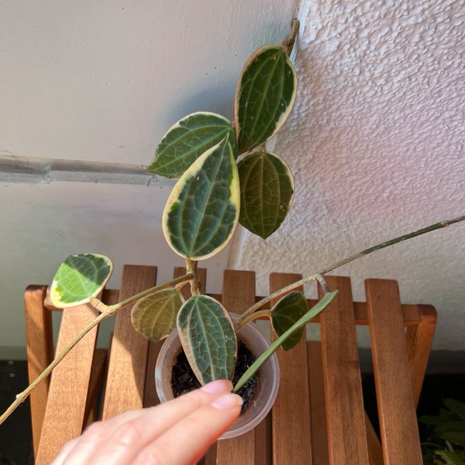 Hoya Latifolia (Macrophylla Albomarginata) in München