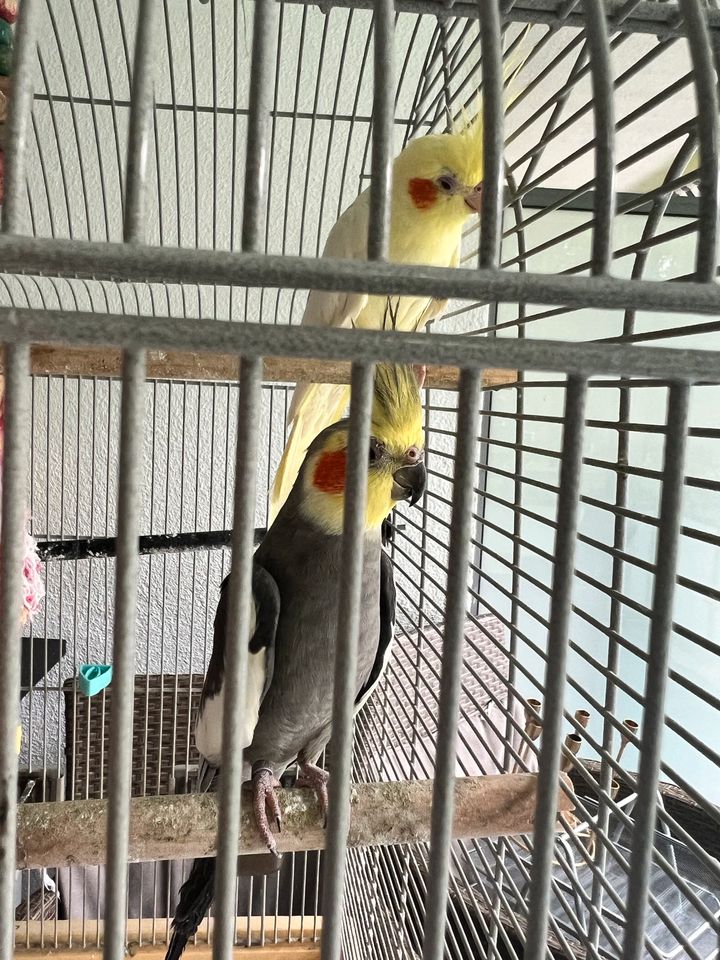 Vögel mit Käfig in Solingen