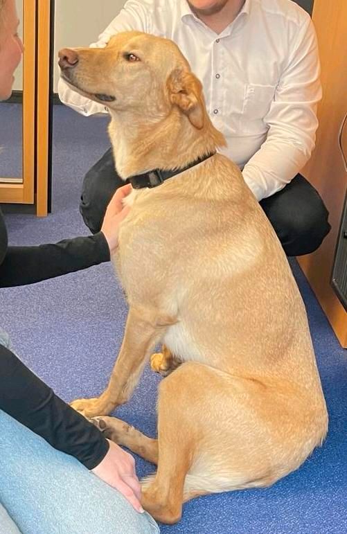 PARKET Labrador Mischling Tierschutz Hund Rüde in Würzburg