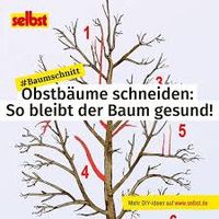 Obstbaum-schnitt Nordrhein-Westfalen - Warburg Vorschau