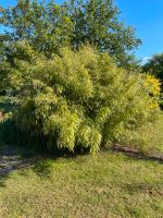 Große Bambus Pflanze Nordrhein-Westfalen - Herzebrock-Clarholz Vorschau