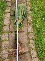 Yucca, einstämmig zirka 100 cm , Freilandpflanze winterhart bis z Rheinland-Pfalz - Traben-Trarbach Vorschau
