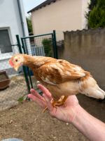 Hahn 5 Wochen alt Handzahm Niedersachsen - Einbeck Vorschau