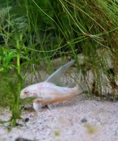 Corydoras Albino Longfin. Saarbrücken-Dudweiler - Dudweiler Vorschau