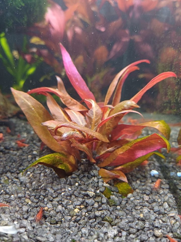 Aquarium Moos / Pflanzen in Oberhausen