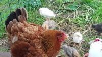 10 Hühnerküken ca. 4 Wochen alt; evtl mit Glucke Niedersachsen - Northeim Vorschau