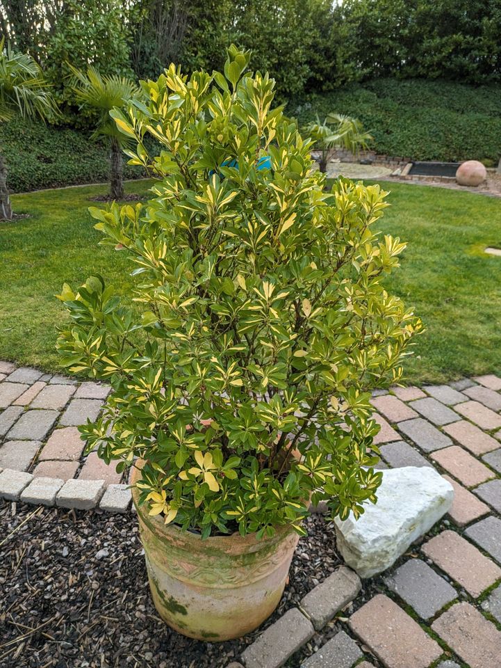 Euonymus japonicus Aurea , Spindelstrauch, Solitärpflanze in Rheinland