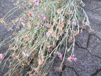 Rarität - rosa Kornblume Samen einjährig Bayern - Griesstätt Vorschau