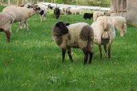 Schafe ( Lämmer ) Unstrut-Hainich - Heroldishausen Vorschau