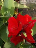 Canna ### Indisches Blumenrohr Brandenburg - Welzow Vorschau