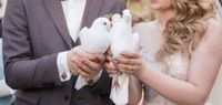 Weiße Tauben für Hochzeit Standesamtliche deko Nordrhein-Westfalen - Paderborn Vorschau