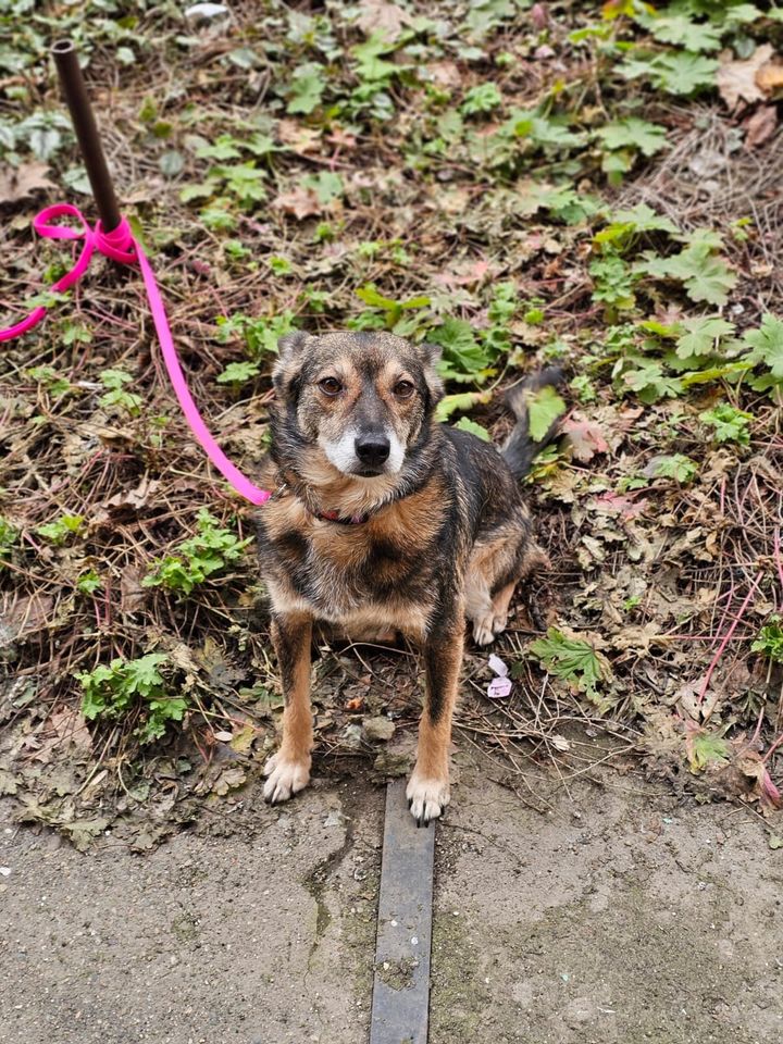 Tierschutz - Eva Hündin sucht ein neues Zuhause! in Frankfurt am Main