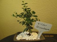 (  3 )  Prebonsai  wilder Olivenbaum Berlin - Reinickendorf Vorschau