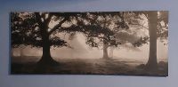 Bild auf Leinwand - Bäume, Wald im Nebel Hessen - Feldatal Vorschau