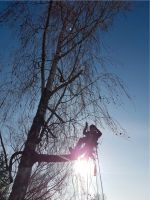 Baumpflege/ Baumfällung/Sturmschäden/Seilarbeit/Obstbaumschnitt W Thüringen - Weimar Vorschau