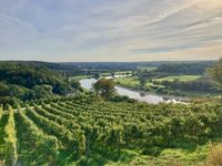 Suche Fläche, Wiese für Bienen, Grundstück, Werkstatt Dresden - Neustadt Vorschau