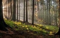 Ich suche wald mit Pferden arbeiten. Niedersachsen - Suderburg Vorschau