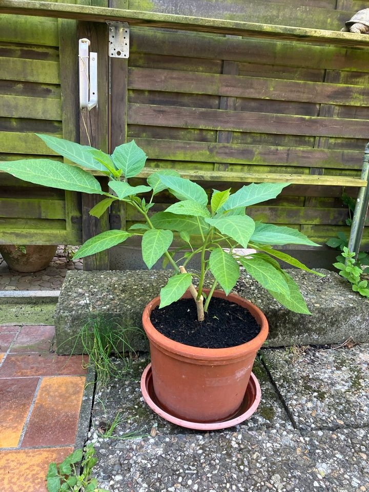 Engelstrompete gelb Trompetenbaum Brugmansia in Friedberg (Hessen)