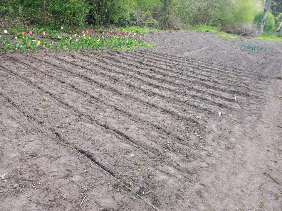 Mietgarten Permakultur Garten Gemüse Mietbeet Selbstversorger in Bergisch Gladbach