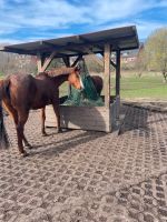 Offenstallplatz frei  für Pferd / Pony in Kiel Schleswig-Holstein - Kiel Vorschau