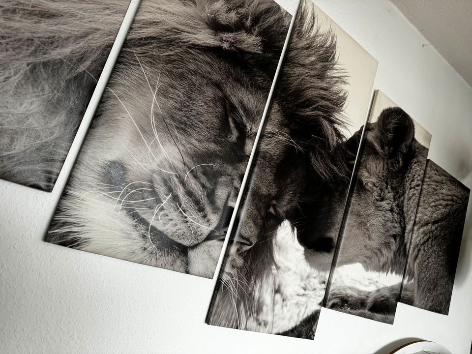 Letzter Preis/ muss weg‼️5tlg XXL Wandbild Löwe Löwin 2 Meter in Gera