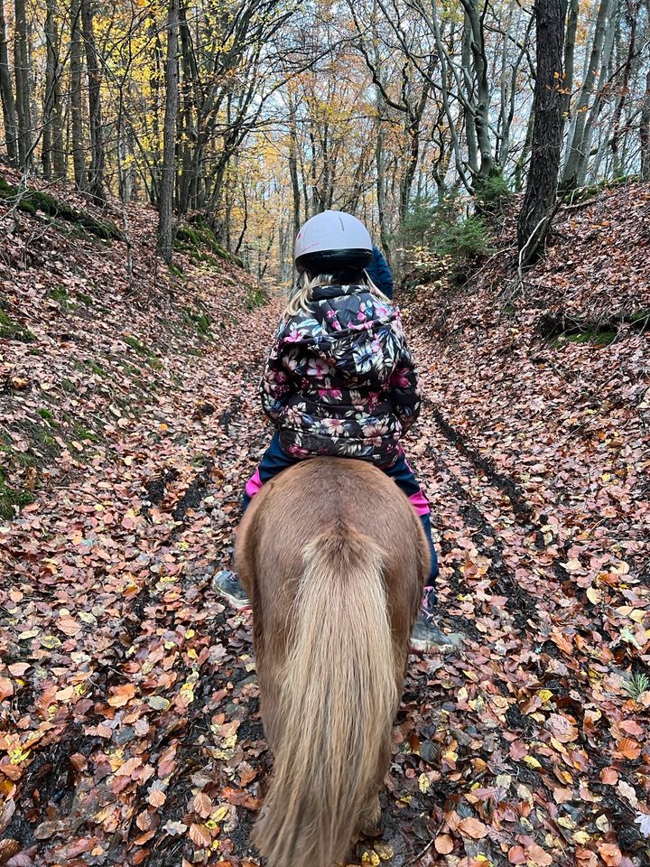 Ponyführerschein für kleine Pferdefreunde! in Utzerath