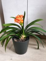 Zimmerpflanze Klivie, Clivia miniata, in orange mit Blüten, groß Bayern - Erding Vorschau