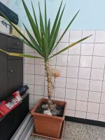 Yucca Palme 1,45 m Bayern - Röttenbach Vorschau