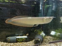 Arowana 10-12cm Duisburg - Meiderich/Beeck Vorschau