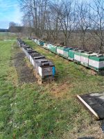 Bienenvölker Carnika DNM Königinnen 2024 Niedersachsen - Fintel Vorschau