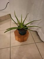 Aloe Vera Pflanzen München - Ludwigsvorstadt-Isarvorstadt Vorschau