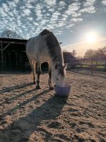 Sallplatz für Rehepony gesucht Baden-Württemberg - Offenburg Vorschau