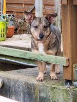 Schnuckel Peppina, 35 cm, kastriert, Familienhund, katzenliebub Hessen - Korbach Vorschau