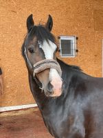 Pony, Welsh b, 13 jähriger Wallach 138cm, Nordrhein-Westfalen - Marienmünster Vorschau