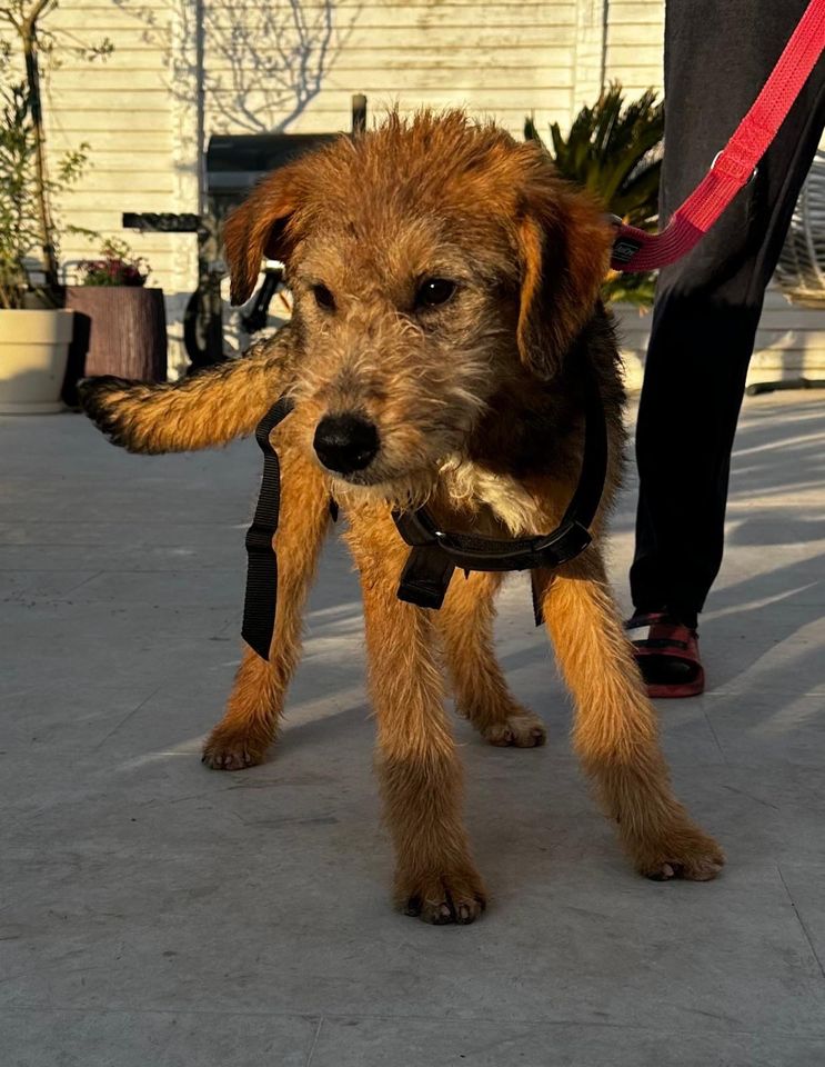 Foxterrier Mädchen Sarah sucht ihre Menschen in Memmingen