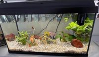 Juwel Aquarium 60 Liter Düsseldorf - Mörsenbroich Vorschau