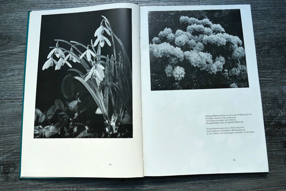 Blumen und Blüten, Pflanzenkunde, Flora, DDR, 1965, Eue, Höhn,VEB in Habichtswald