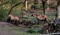 Kamerun Schafe 1 jährig Weiblich Baden-Württemberg - Steinhausen an der Rottum Vorschau