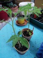 Tomatenpflanzen *für Nachzügler* Frankfurt am Main - Bornheim Vorschau