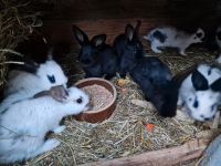 Junge Kaninchen Sachsen - Malschwitz Vorschau