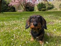 Dogsharing - Hundebetreuung Nordrhein-Westfalen - Herne Vorschau