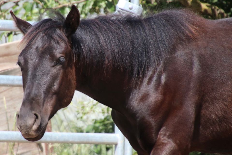 Black Jährling Quarter Horse Wallach in Schwarzach