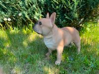 Französische Bulldogge Hund Deko Figur Rheinland-Pfalz - Waldbreitbach Vorschau