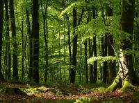 Wald, Wiese, Acker, Garten, Land, Forstwirtschaft Rheinland-Pfalz - Breunigweiler Vorschau