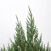 NEU: Juniperus chinensis 'Stricta' 50-70cm Kegelwacholder Nordrhein-Westfalen - Nordkirchen Vorschau