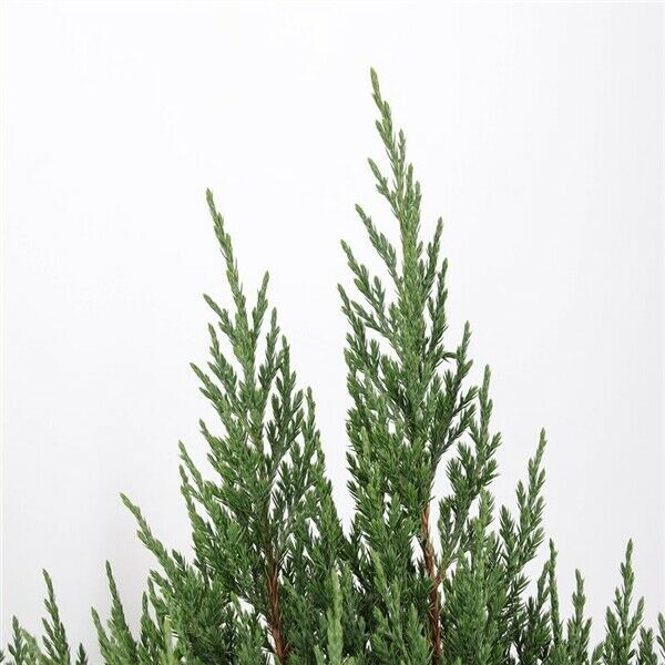 NEU: Juniperus chinensis 'Stricta' 50-70cm Kegelwacholder in Nordkirchen