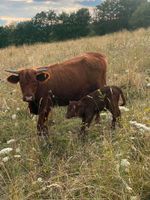 Highland cattle x Rotes Höhenvieh Mutterkuh Rind Hessen - Wiesbaden Vorschau