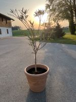 Hochstamm Oleander weiß Bayern - Zieglstadl Vorschau