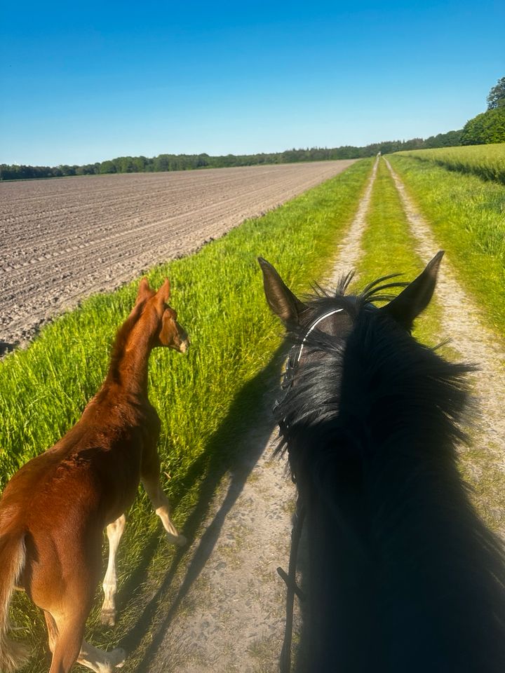 Pferd sucht Reiter in Hagen im Bremischen