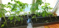 Tomaten Pflanzen abzugeben,  5 Sorten Brandenburg - Luckau Vorschau